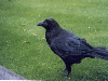 Always worth a visit to the Tower of London just to see the awesome ravens (05/12/99). Click here for full size image.