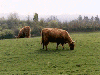 Beatiful highland cattle. Click here for full size image.